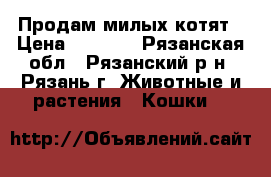 Продам милых котят › Цена ­ 4 000 - Рязанская обл., Рязанский р-н, Рязань г. Животные и растения » Кошки   